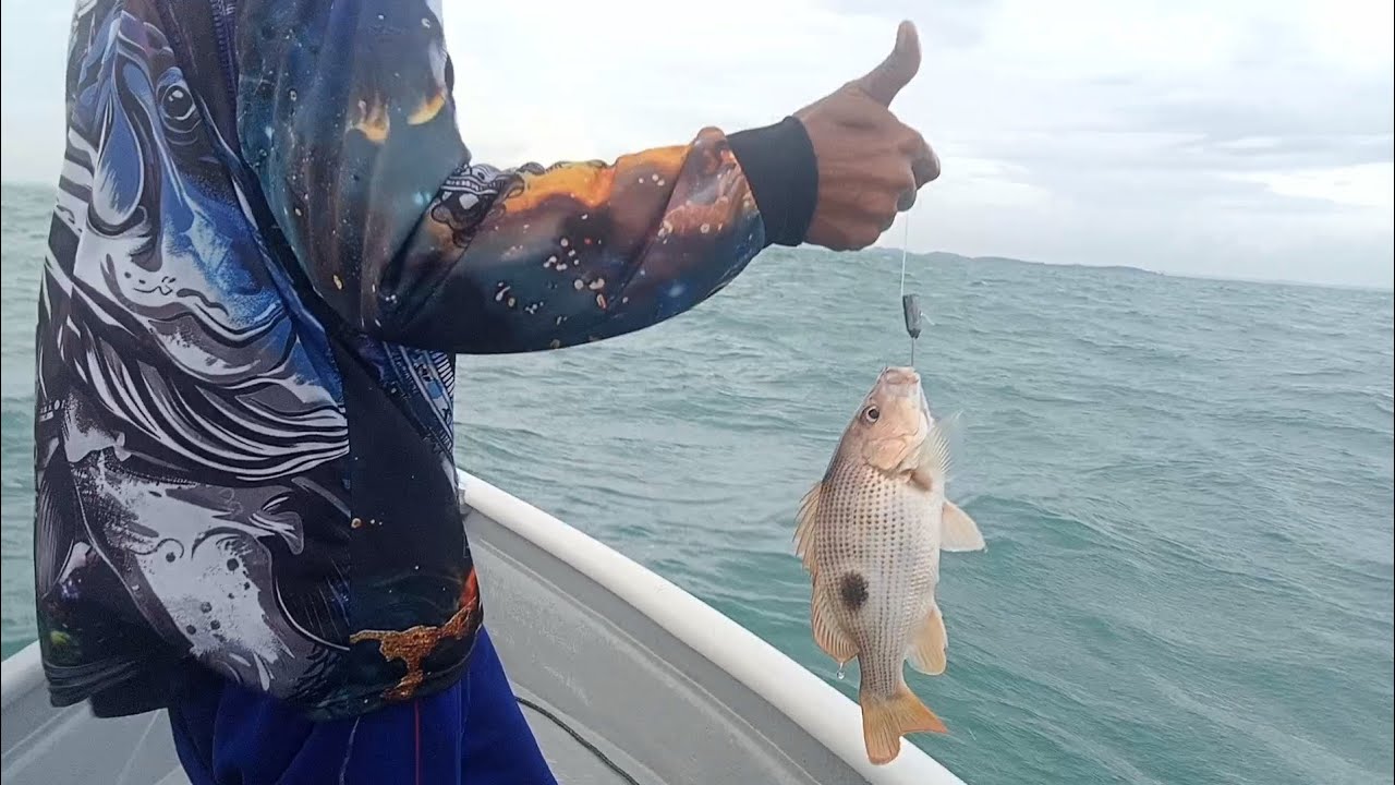 Mancing ikan karang pakai udang hidup episode 51