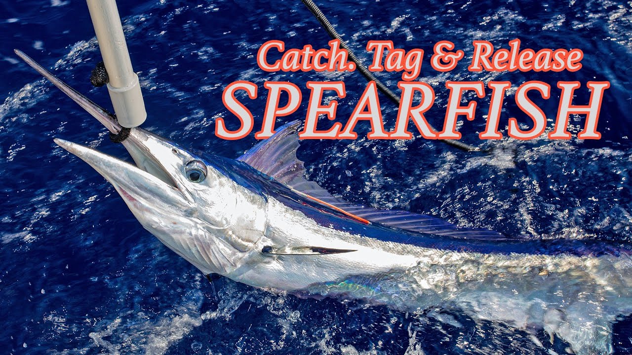 Welcome to Spearfish Heaven!