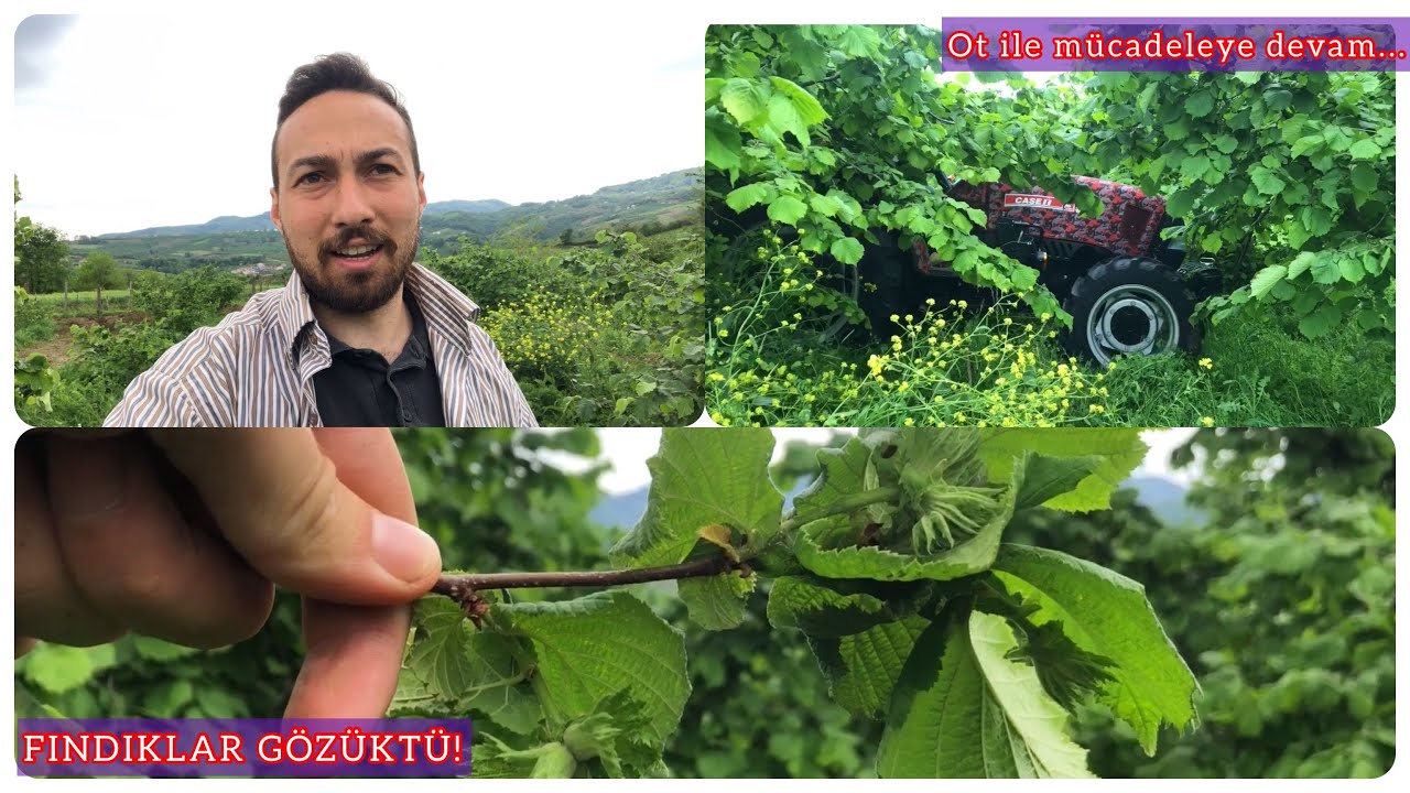 FINDIKLAR GÖRÜNMEYE BAŞLADI!!! FINDIK BAKIM VİDEOSU. Vlog