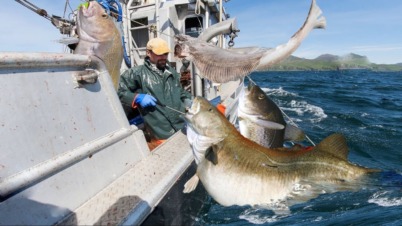 longline fishing, Commercial Fishermen Fishing Vessel - Catch Giant cod and Halibut in skill Alaska