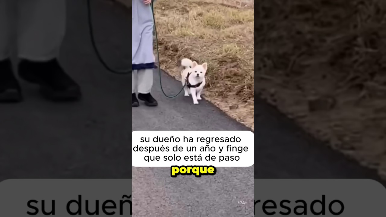 curiosa reacci&oacute;n de este perrito al ver a su due&ntilde;a pasar #perros #mascotas #animales