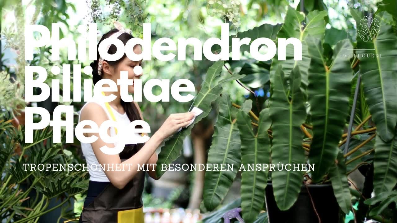 Philodendron Billietiae pflegen 🌿 Tipps für Standort, Substrat & Luftfeuchtigkeit I potflourri