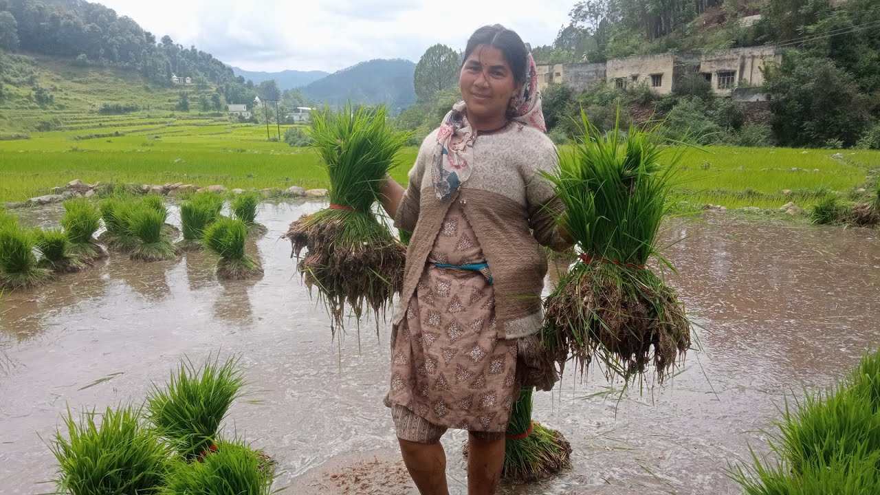 आज गई अपनी ताई जी लोगों का बिनोडा निकालने