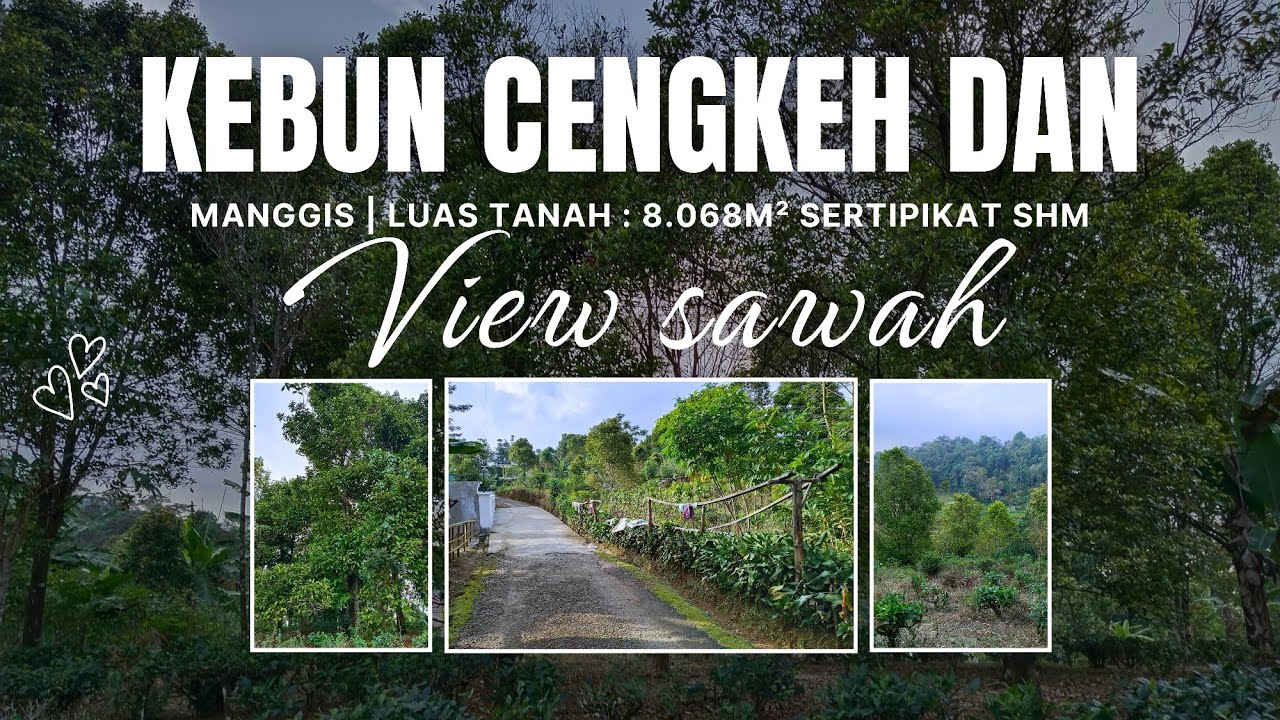 Dijual Kebun | Tanah Subur : Kebun Cengkeh Dan Manggis View Sawah