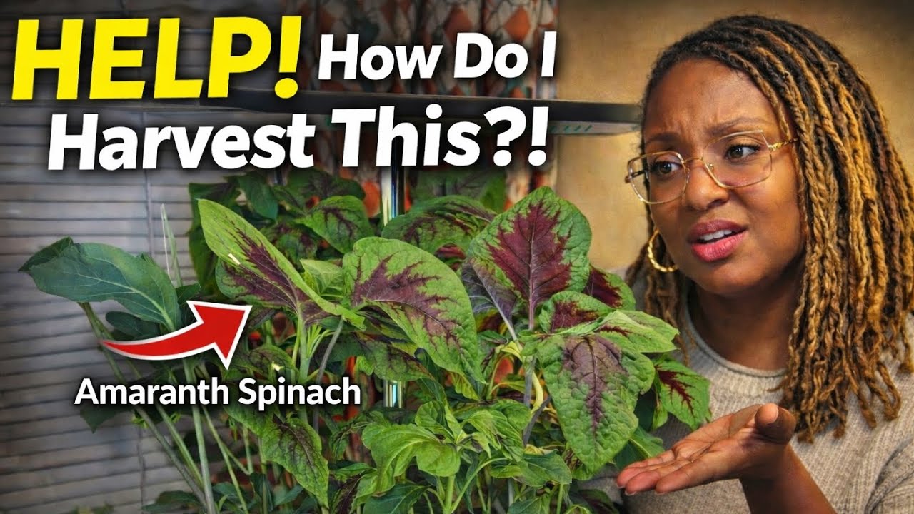 Help! How Do You Harvest Amaranth Spinach Without Hurting the Plant?