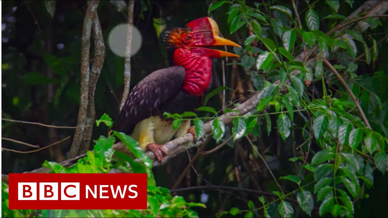 Leuser: From poacher to animal protector - BBC News