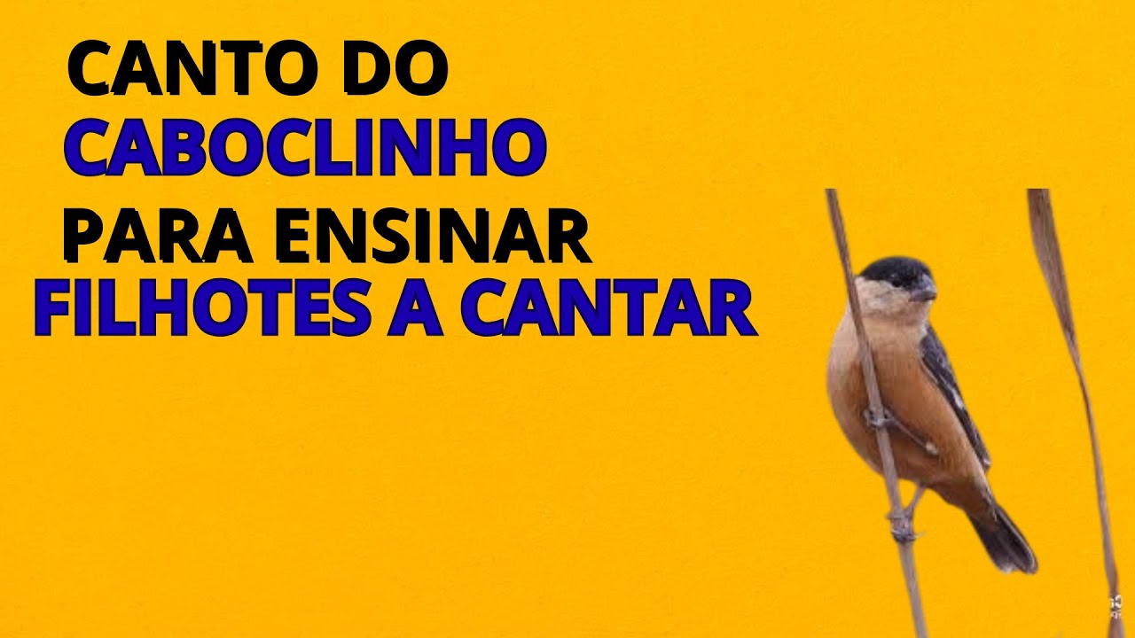 COLOQUE ESTE CANTO PRO SEU PÁSSARO OUVIR E ELE VAI SOLTAR O CANTO, CABOCLINHO CANTANDO PARA ENSINAR