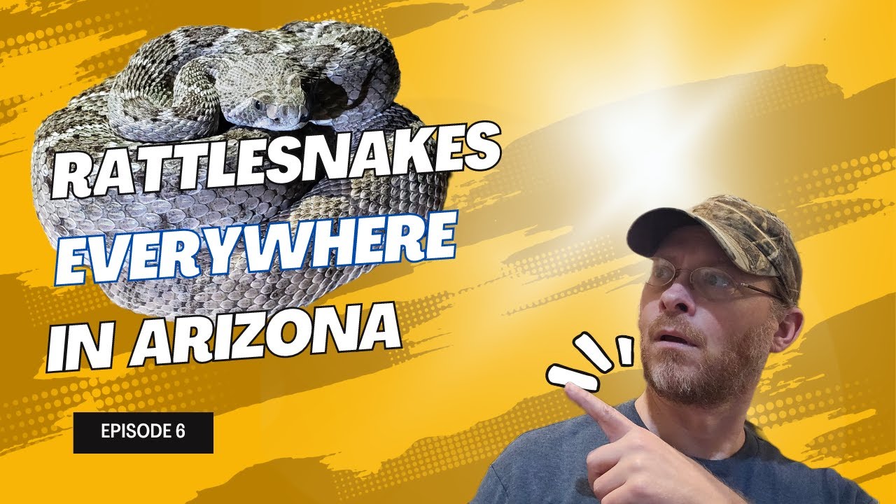 Arizona Rattlesnakes - Herping Arizona - Common Rattlesnakes to Find