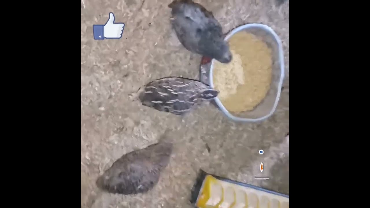 صنع علف اقتصادي للدجاج و السمان في المنزل