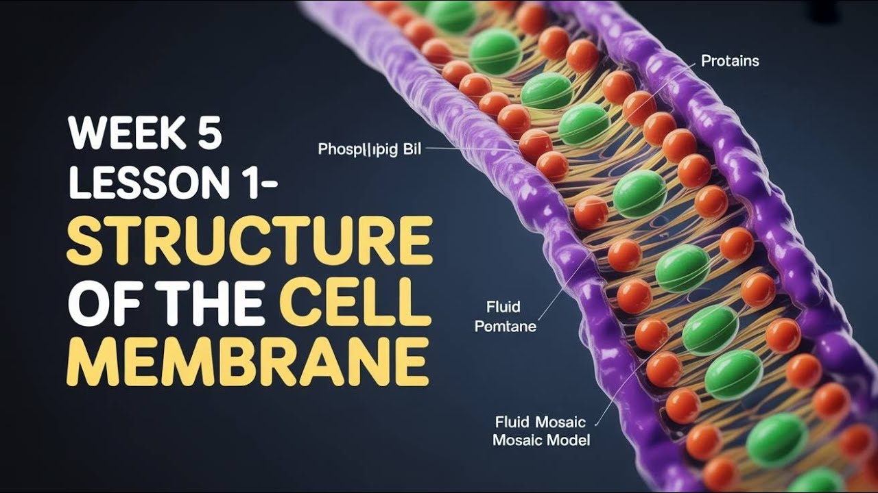 WEEK 5: CELL BIOLOGY - LESSON 1 INTRODUCTION TO THE CELL MEMBRANE.