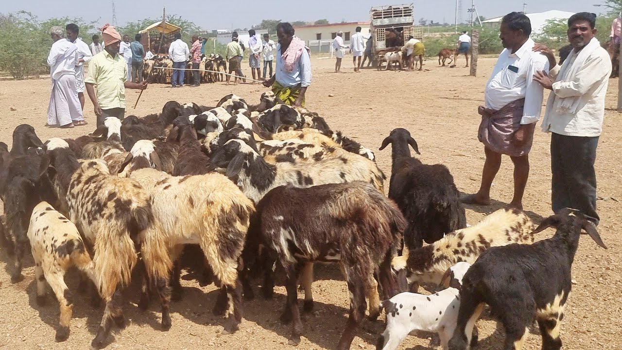 మల్లేపల్లి గొర్రెల సంత-sheep prices in mallepally market-mallepally market-mallepalli sheeps market