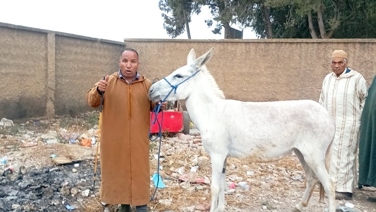 حميدطيكطوك الموت ديال الضحك اليوم في سوق الخميسات وتحيه للحباب من طنجه للكويره
