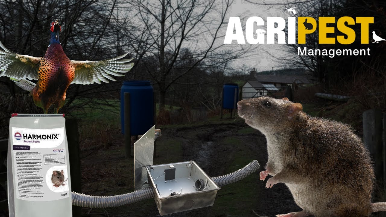How to clear rats from around pheasant feeders