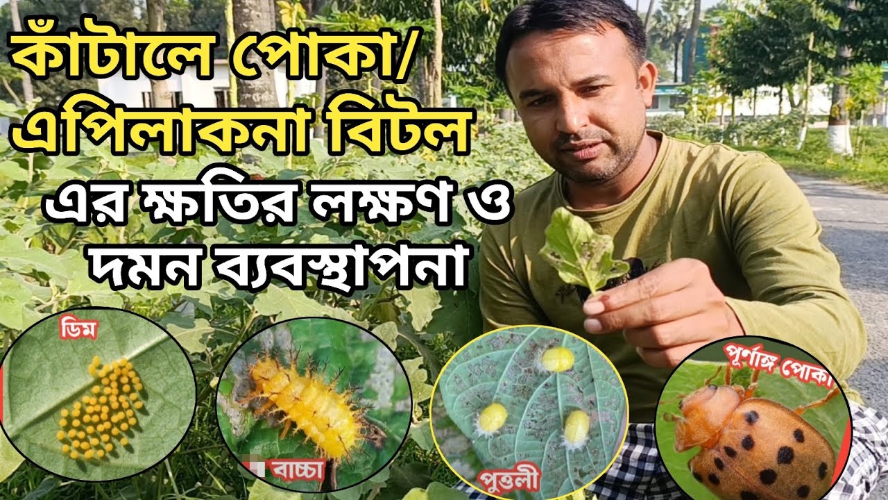 কাঁটালে পোকা/এপিলাকনা বিটল এর ক্ষতির লক্ষণ ও দমন ব্যবস্থাপনা!!!