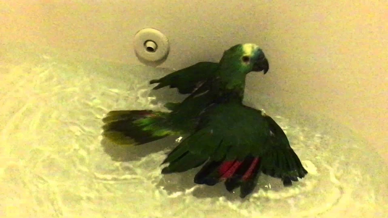 Charlie the crazy bird that says WTF getting a bath blue fronted amazon