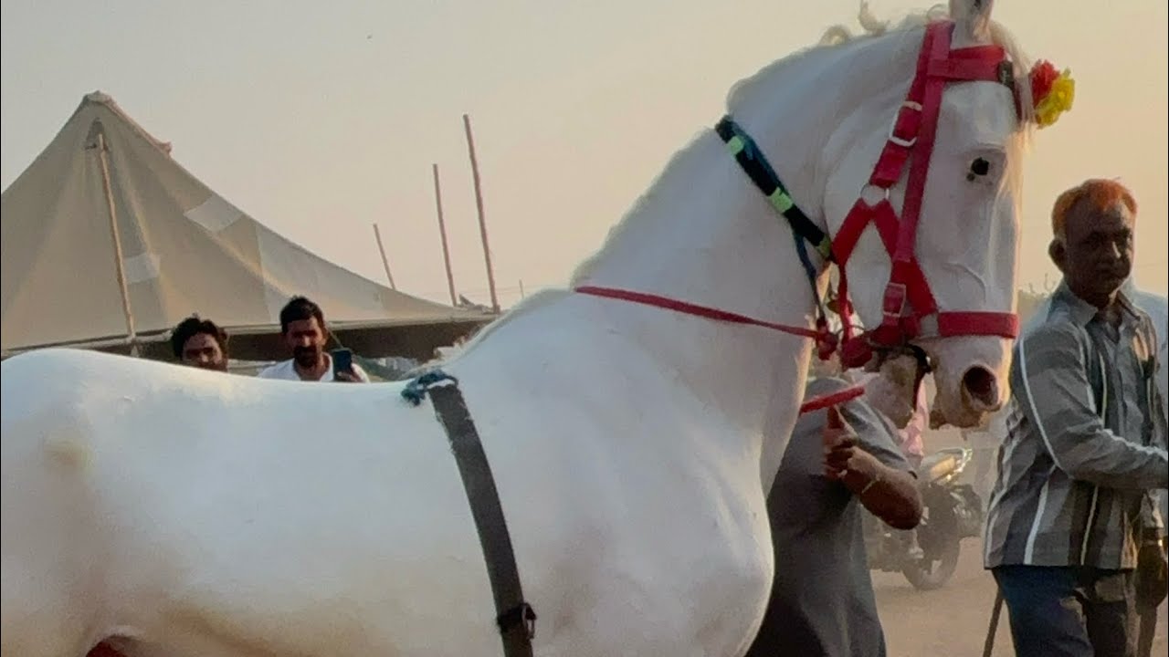 नागौर पशु मेला में सानदार घोड़ा घोड़ी पुरा मेला का नजारा