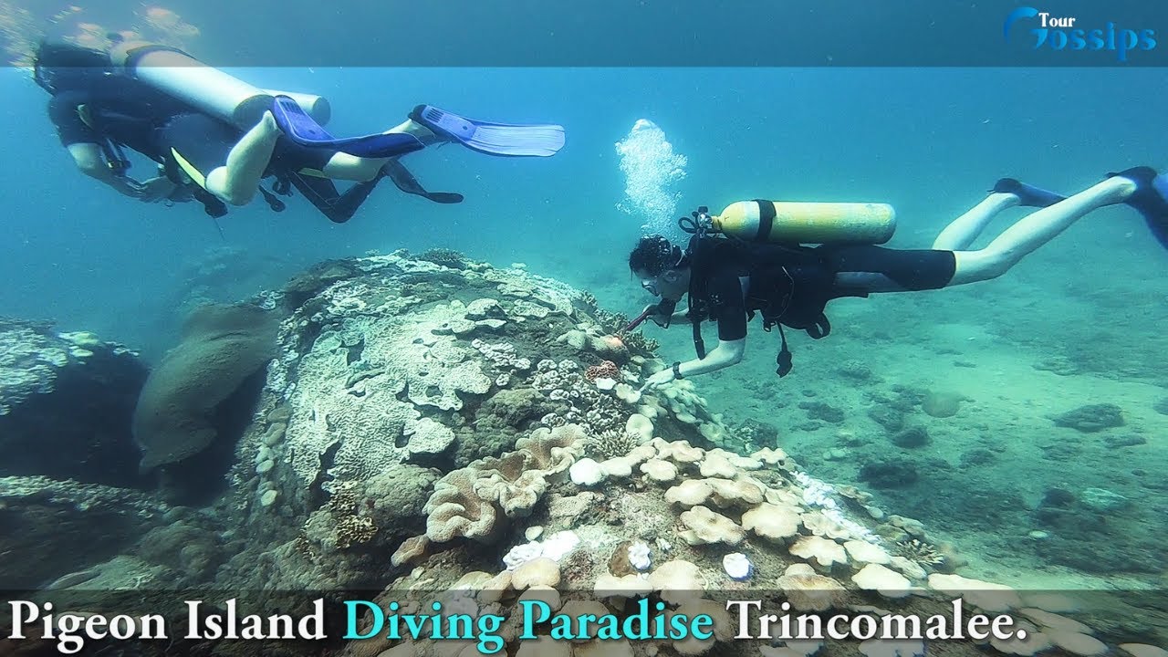 SCUBA Diving Pigeon Island Nilaveli Trincomalee Sri Lanka 4K  - Tour Gossips