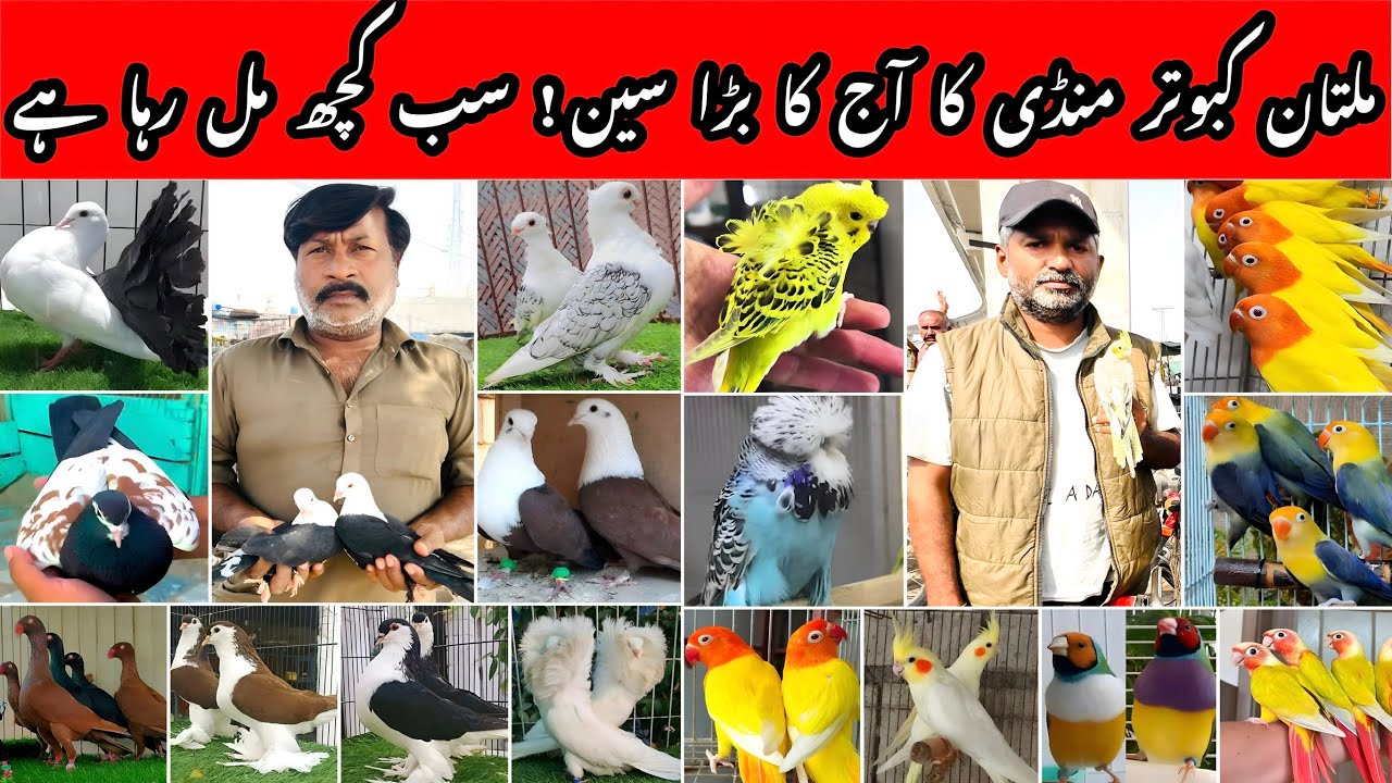 Multan Kabooter Mandi Latest Update 🔥 Every Bird Available.