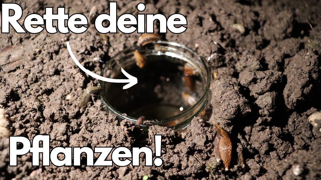 Invasion der Schnecken- Was bei mir wirklich hilft! Der Test