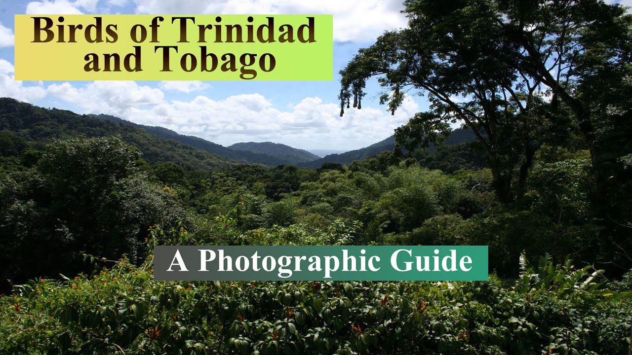 Birds of Trinidad and Tobago: A Photographic Guide