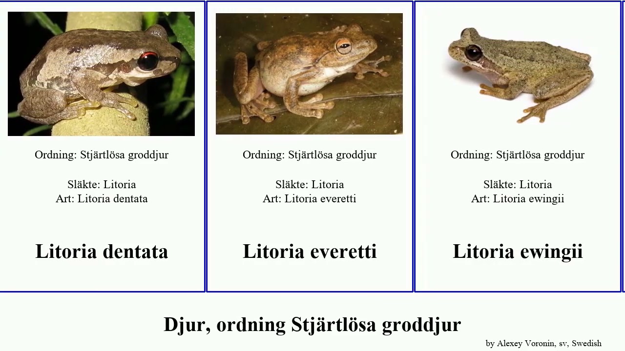 Djur, ordning Stj&auml;rtl&ouml;sa groddjur litoria animal rubella bicolor aurea dentata inermis fallax dayi