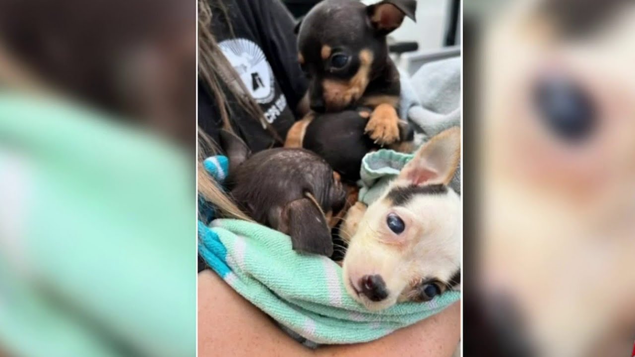 More than 100 people show up to foster, adopt 130 chihuahuas found neglected in Jacksonville home