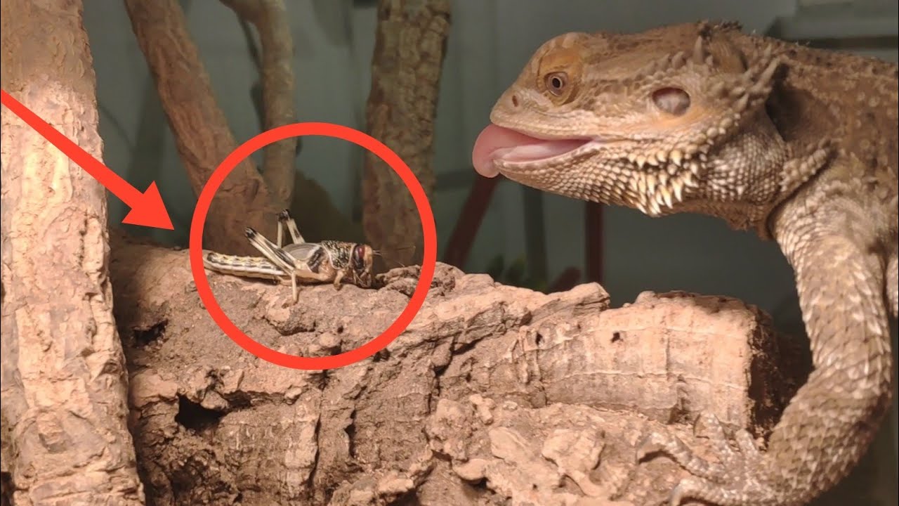 Bartagame frisst Heuschrecken