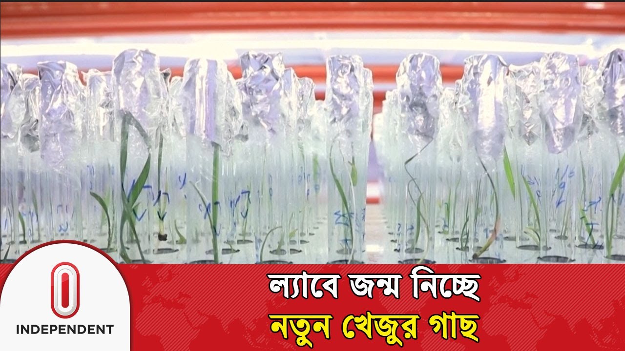মরুর দেশের খেজুর গাছ এখন জন্ম নিচ্ছে ল্যাবে | Independent TV