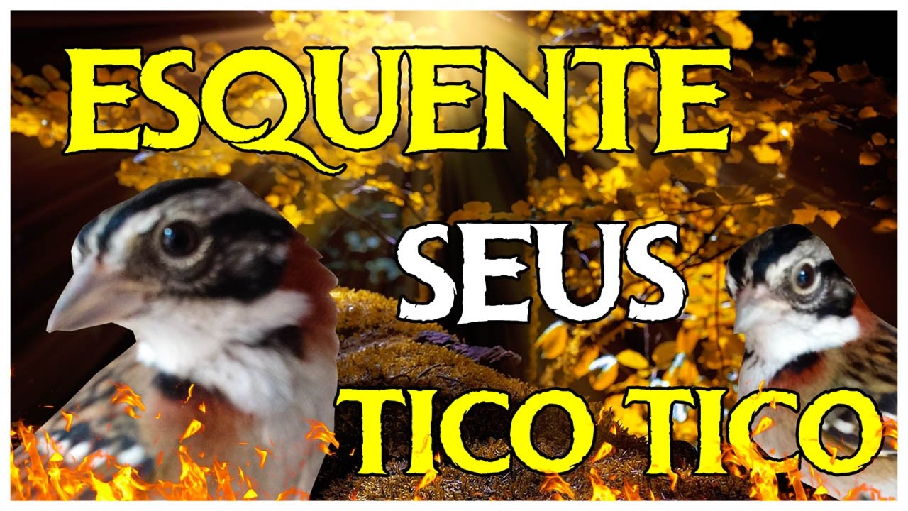 ESQUENTE RÁPIDO SEU TICO TICO! (Super baderna)