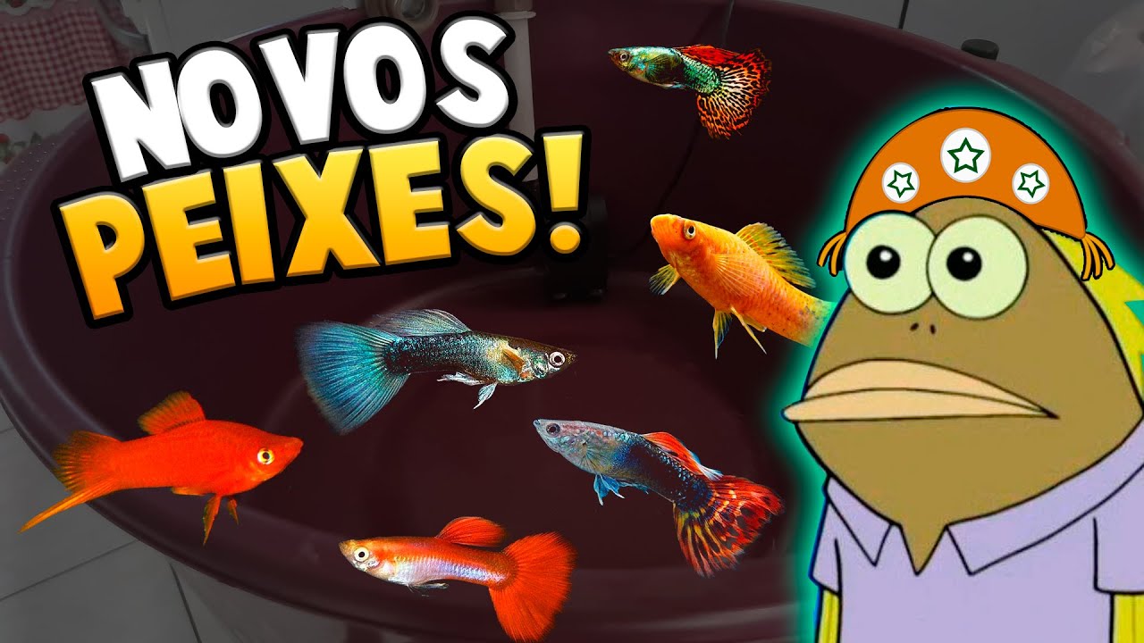Trouxe Novos Peixes para o Mini Laguinho
