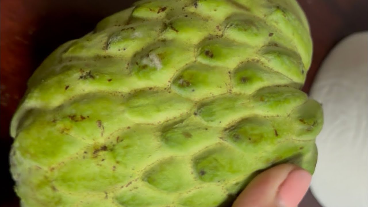 Hướng dẫn cách ghép mãng cầu, và em có bán nhánh shihanouk cho mọi người về ghép 