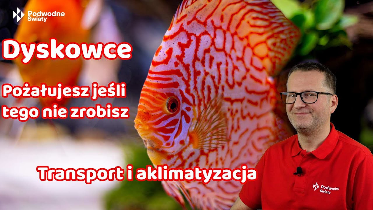 Dyskowce. Pożałujesz, jeśli tego nie zrobisz. Transport i aklimatyzacja