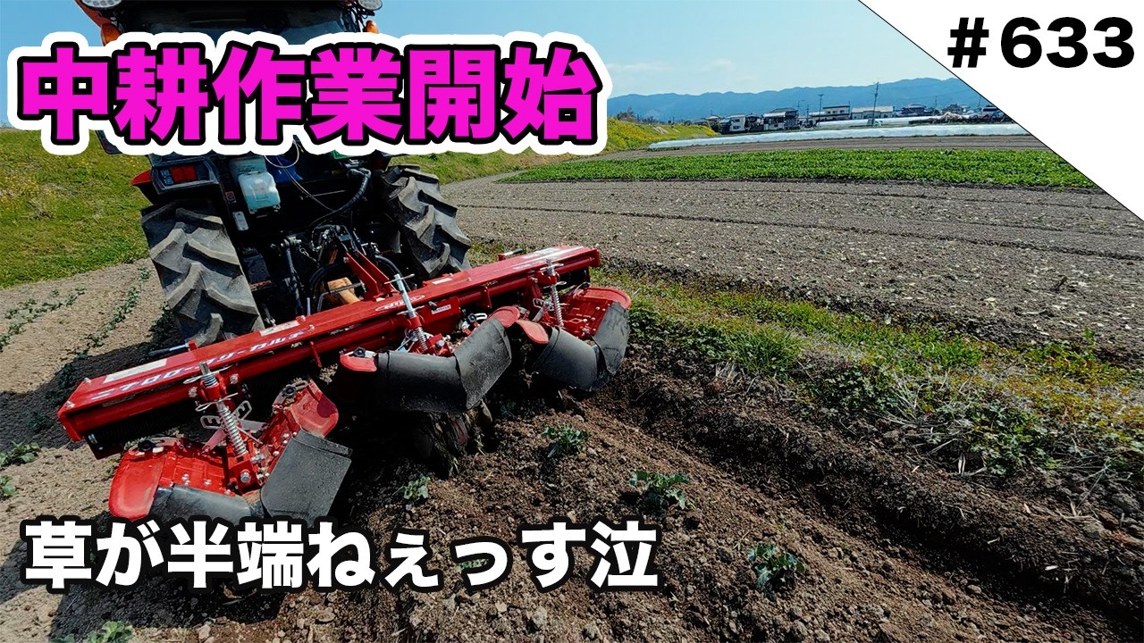中耕作業開始　草が半端ねぇっす泣