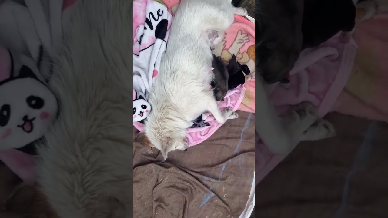 Mama breast feeding her babies 🥺#emotional #dog #puppy #petshub #petshub #love #love #sad #rescue 