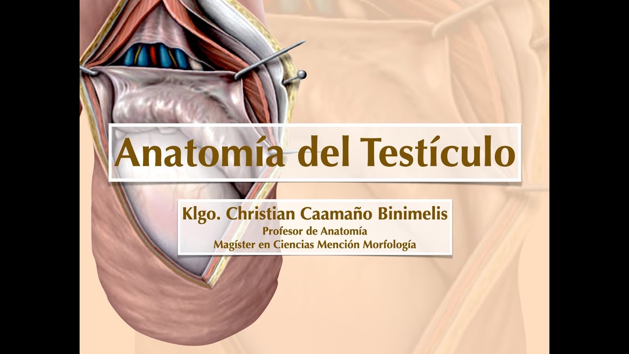 Anatomía del testículo