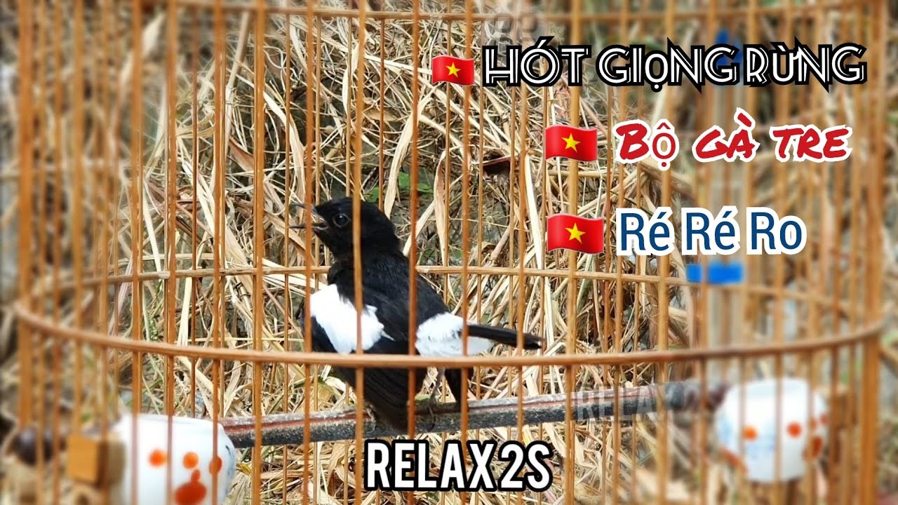 ch&iacute;ch ch&ograve;e đất 🇻🇳 ch&ograve;e than đất h&oacute;t giọng rừng r&eacute; r&eacute; ro ro