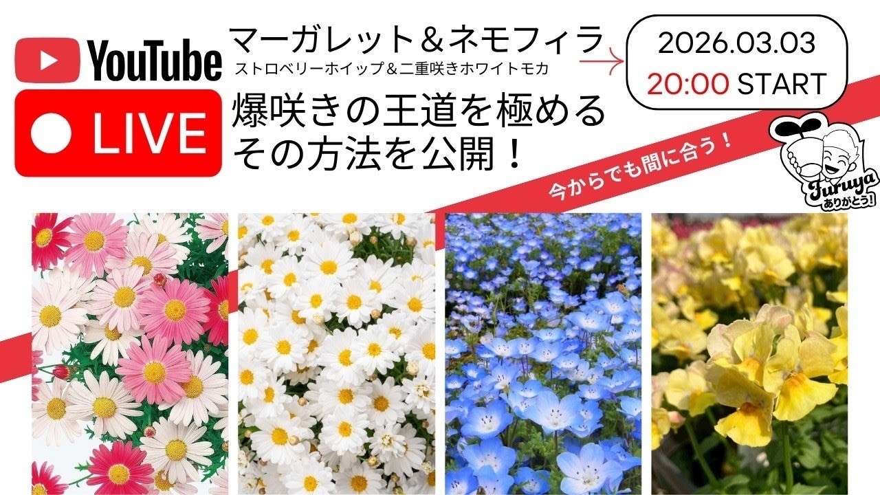 三度目の正直〜！Live販売！マーガレットとネモフィラを爆咲きさせるー！