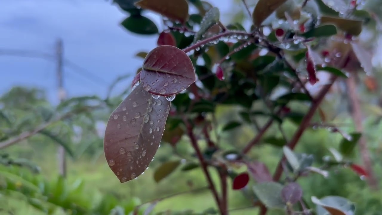 Jejak-jejak hujan di dedaunan