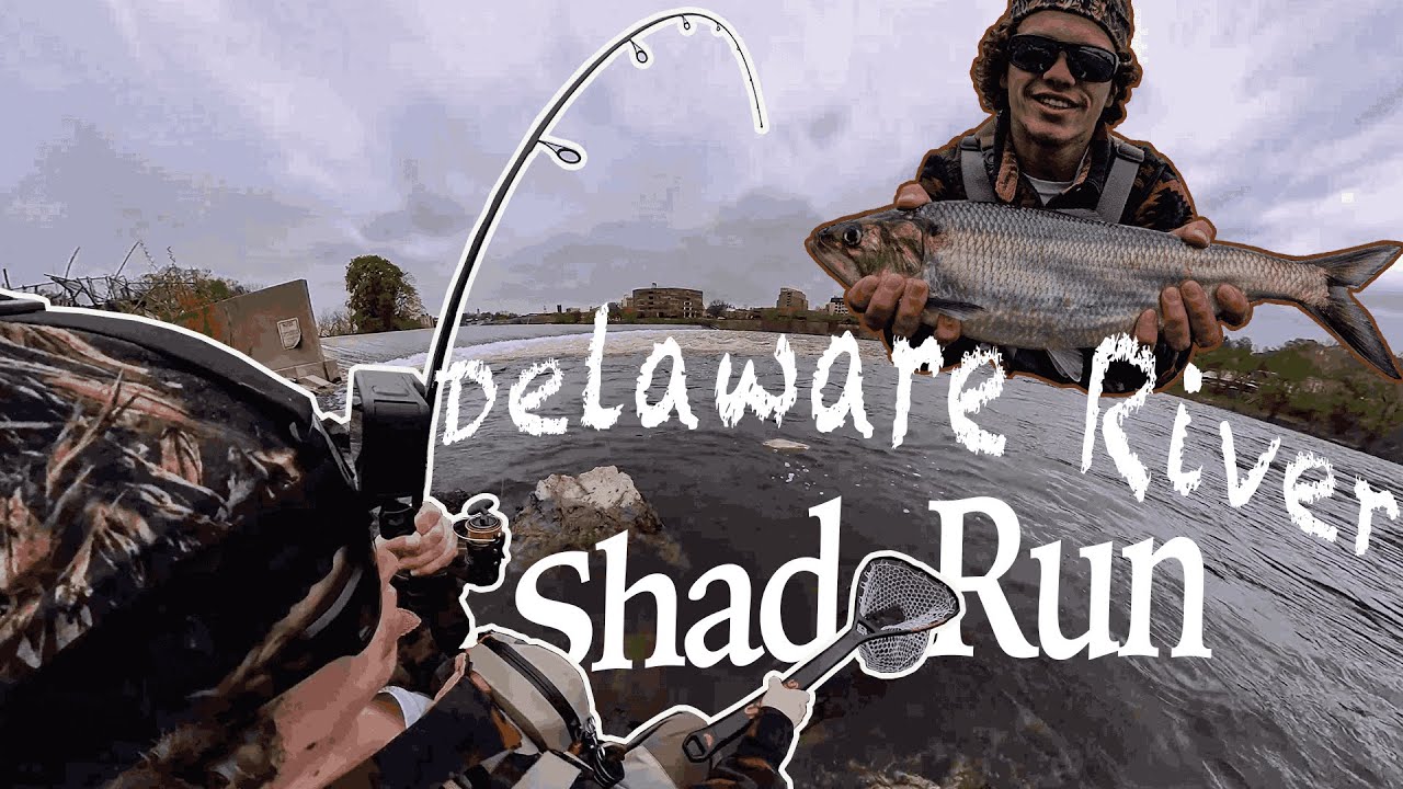 Рыбалка на реке Делавэр (забег Shad 2024)