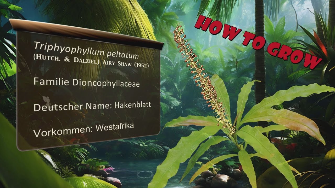 How to grow Triphyophyllum peltatum / Die Kultur des Hakenblatts im Gewächshaus.