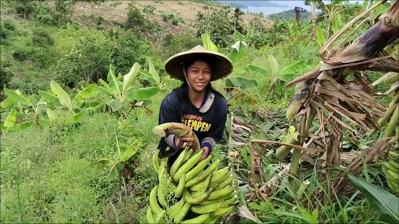 Panen pisang candi dan pokping  