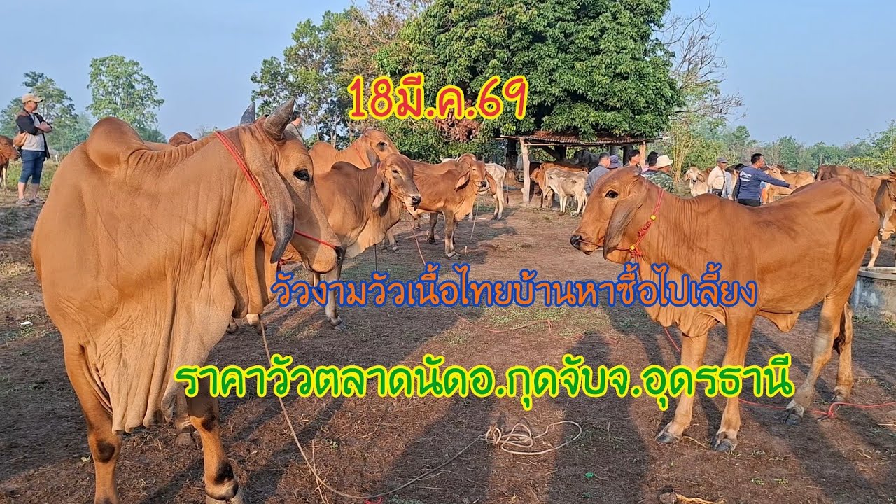 18มี.ค.69ราคาวัวตลาดนัดอ.กุดจับจ.อุดรธานีราคาวันนี้