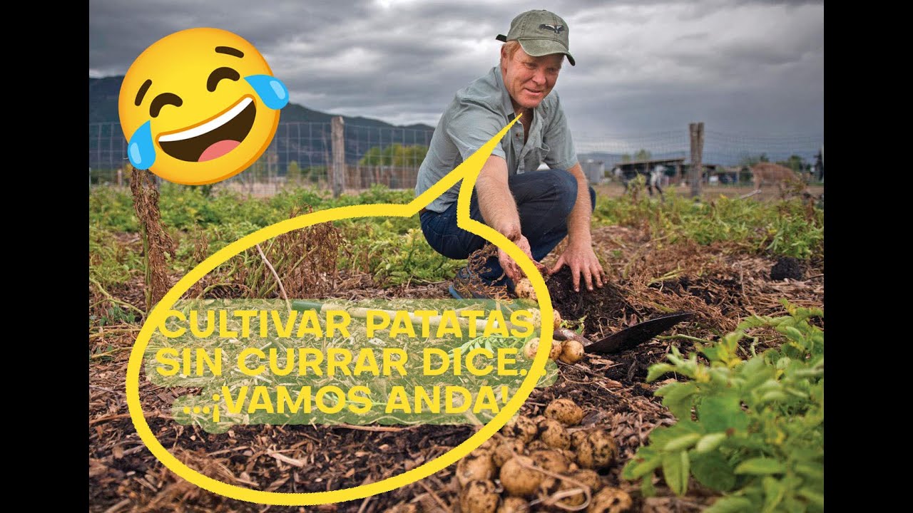 CULTIVANDO PATATAS CASI SIN TRABAJO...