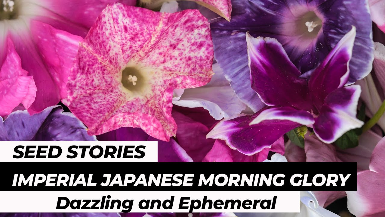 SEED STORIES | Imperial Japanese Morning Glory: Dazzling and Ephemeral!