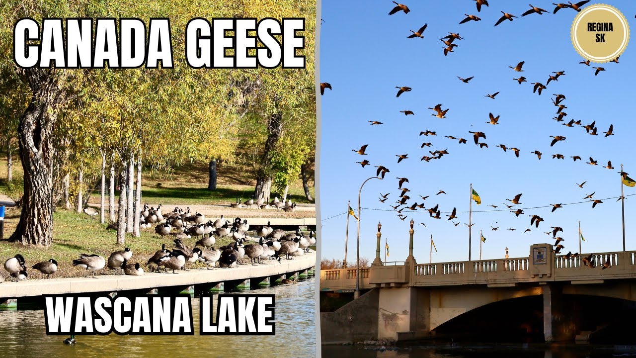 Thousands of Canada Geese at Wascana Lake (Regina, Saskatchewan) 🪿
