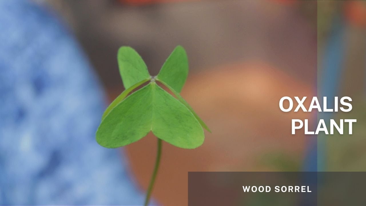Oxalis Plant - Wood Sorrel or the False Shamrock. Propagation though division of bulbs and rhizome.