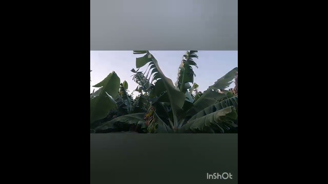 رحلتي إلى مزارع الموز بتامري ايت تامر نواحي مدينة أكادير