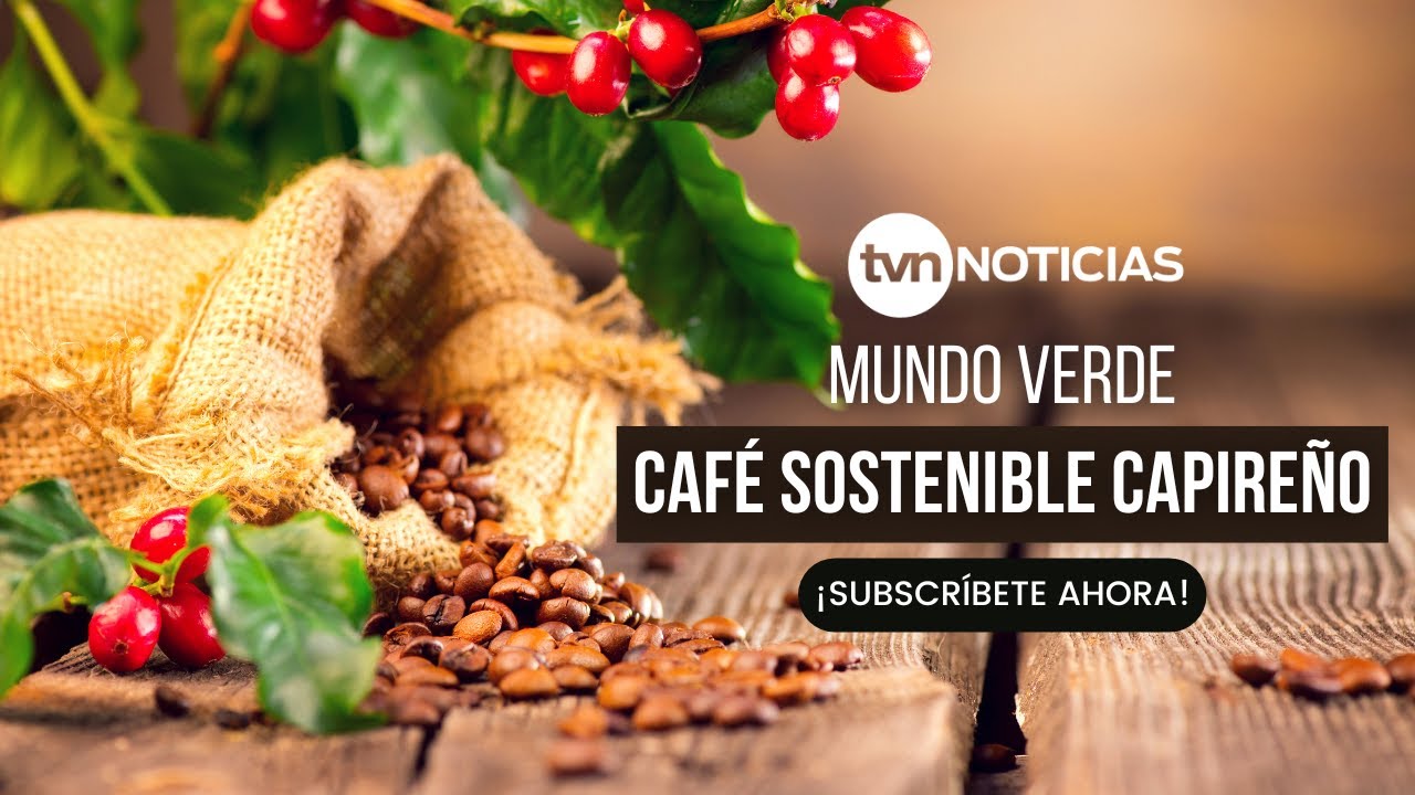 Mundo Verde: Café sostenible capireño