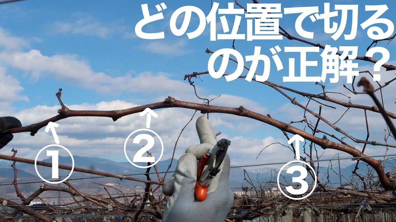 ぶどうの剪定 -ハサミを入れるときに重要なこと-【初心者向け】