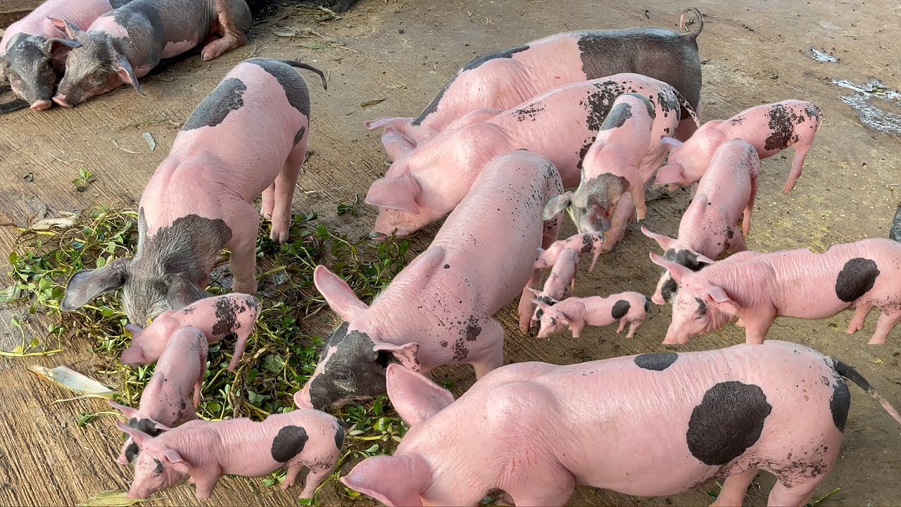 Pigs eat vegetables